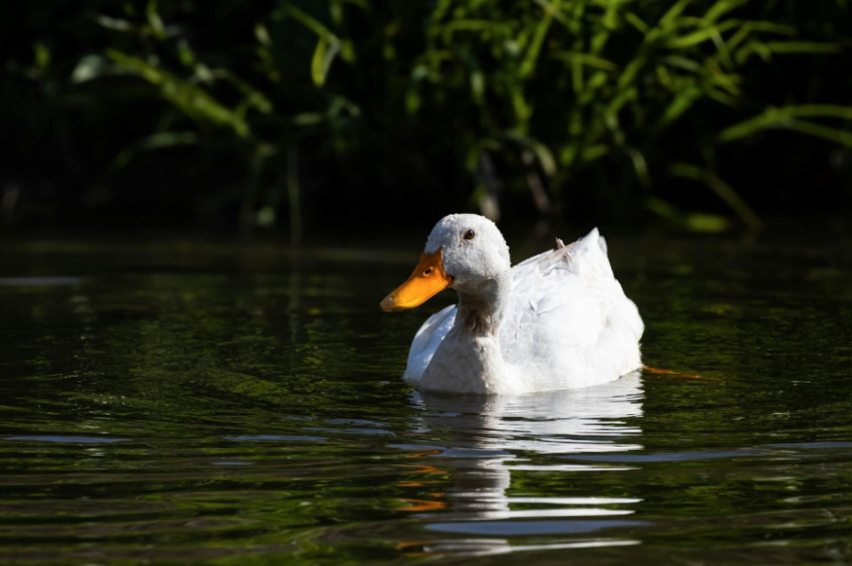 Feed The Ducks