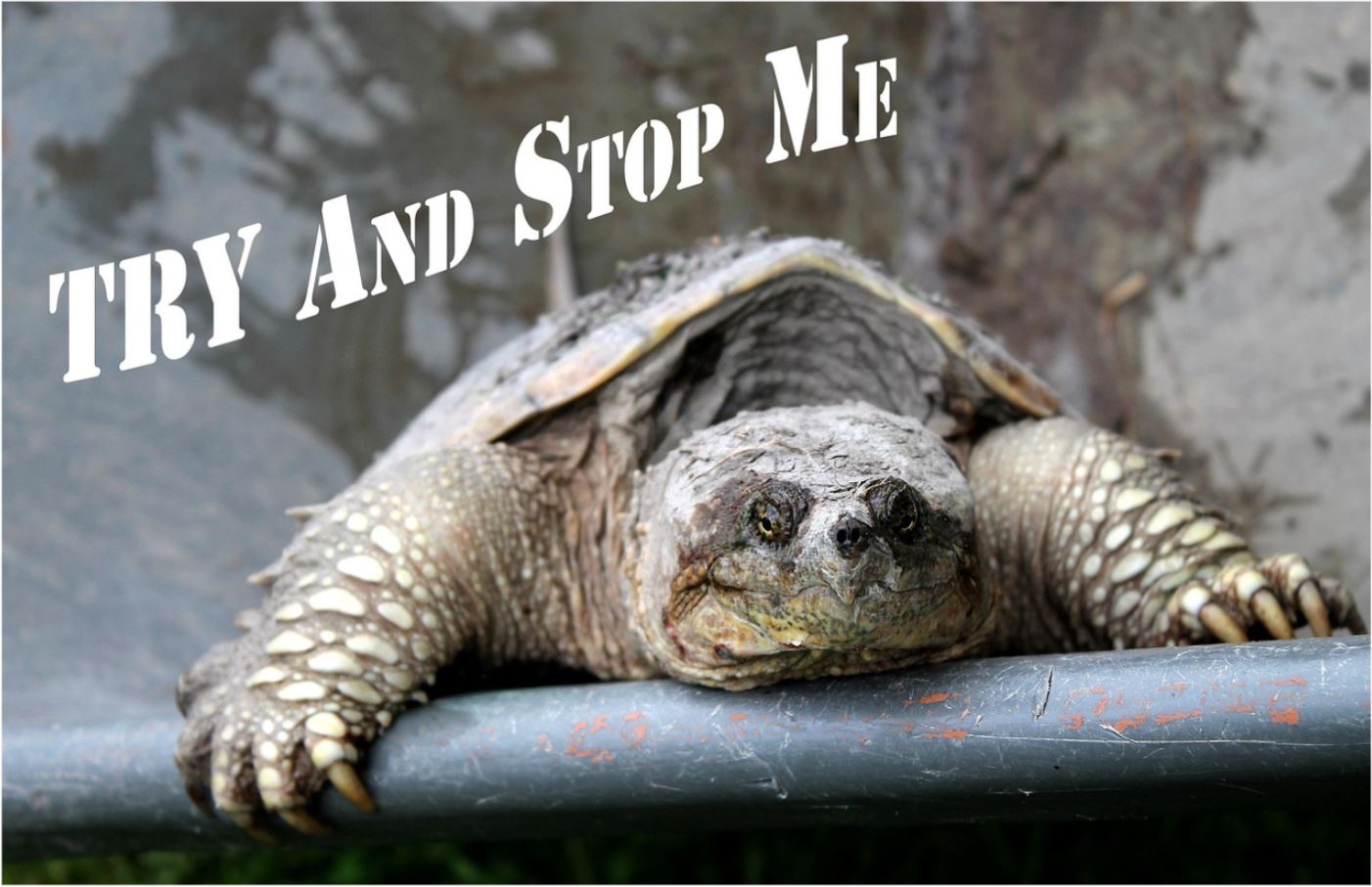 Try And Stop Me