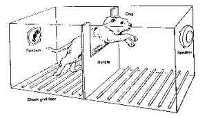 dog-shuttle-box